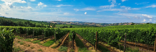 Vertriebsunterstützung Weingut Italien