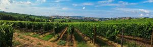 Vertriebsunterstützung-Weingut-Italien